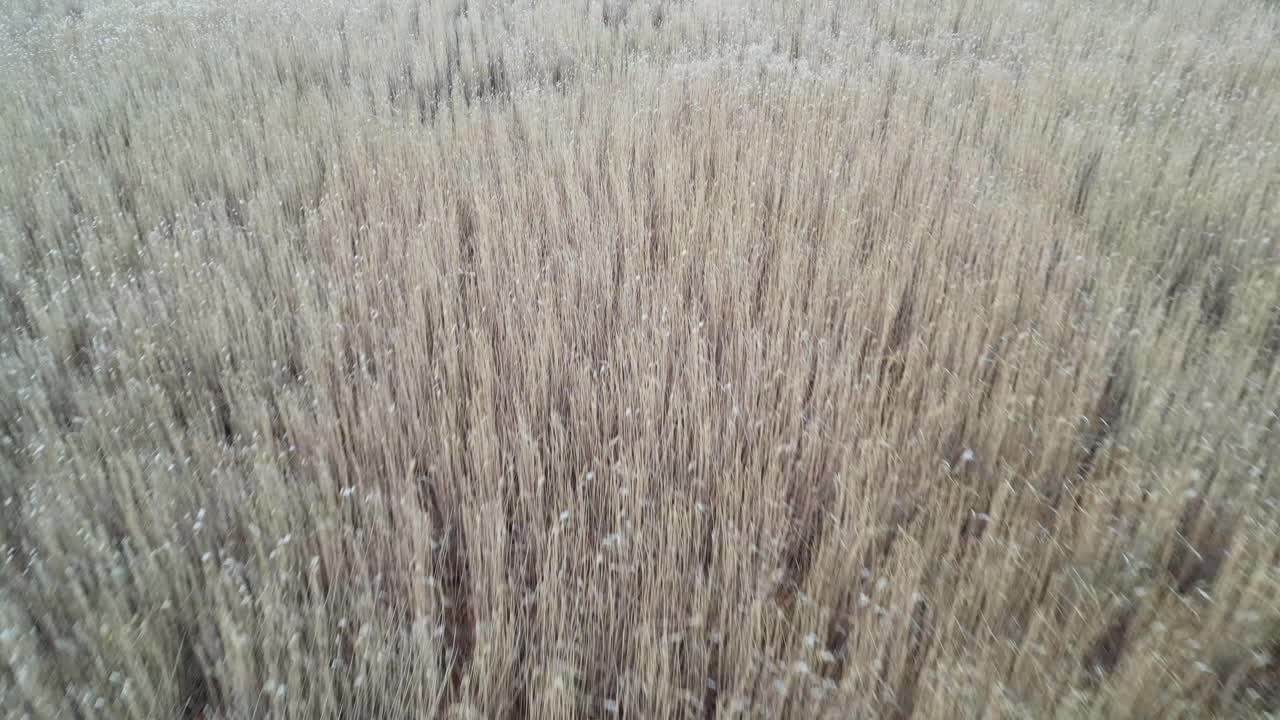 밀의 귀, 공중에서 위에서 아래로 날아가는