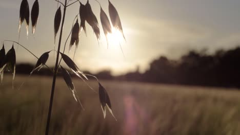 Haferpflanze,-Die-Auf-Dem-Feld-Gegen-Sonnenuntergang-Wächst,-Nahaufnahme