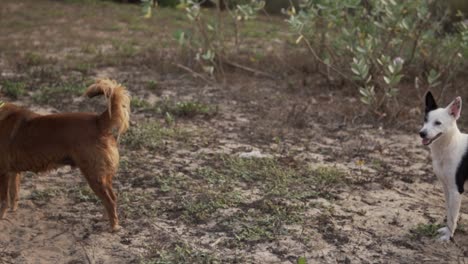 Weißer-Hund-Mit-Schwarzen-Punkten-Und-Schöner-Hund-Mit-Braunen-Haaren-Stehen-Auf-Dem-Stand-Und-Blicken-Auf-Die-Unbefestigte-Straße