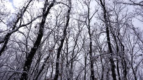 winter landscape with leafless trees and dry branches covered in white snow