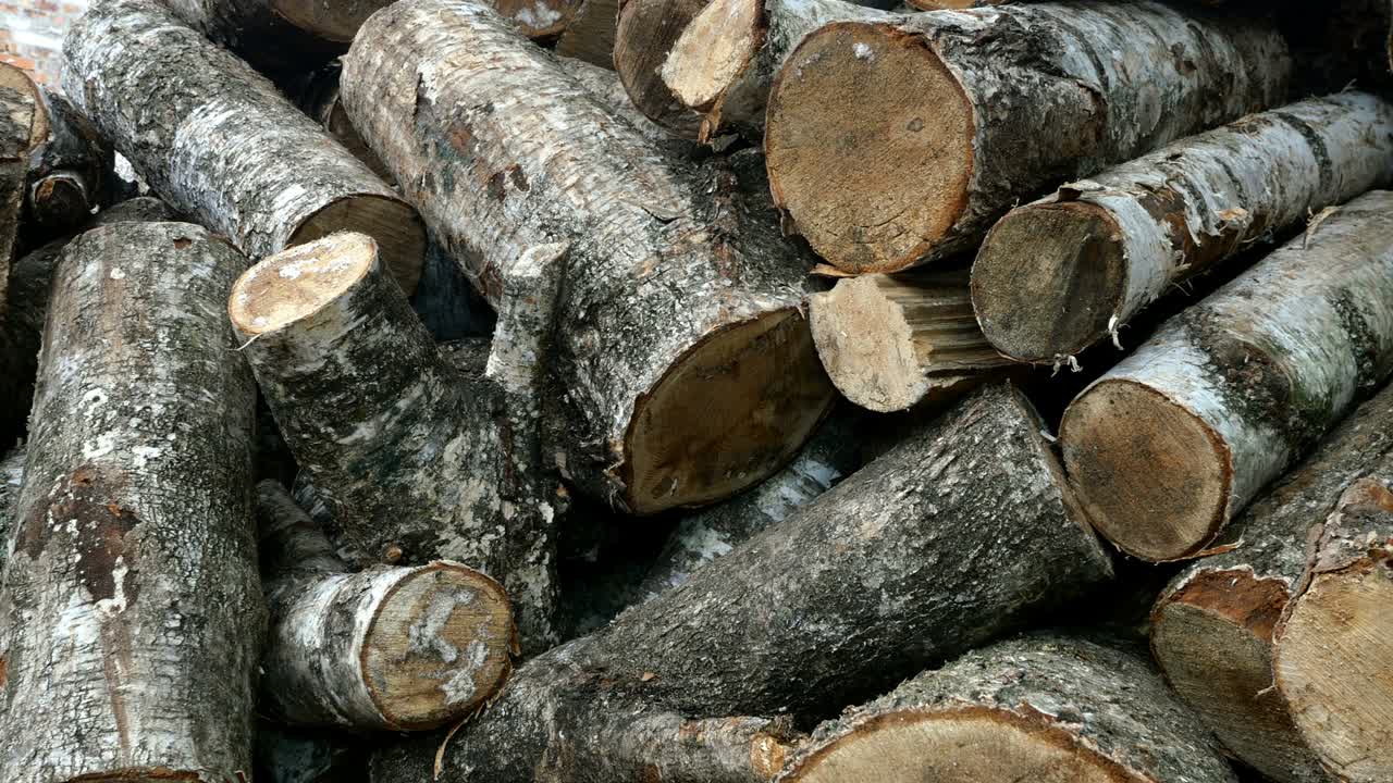 뒷마당에는 서로 다른 가로편의 잘라진 버드 나무 어리가 쌓여 있습니다.