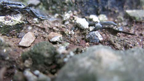 close-up,-black-ants-on-the-ground