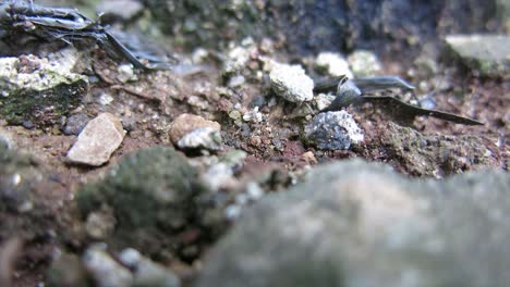 primer plano, hormigas negras en el suelo