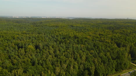 bosque mixto denso con coníferas y árboles de hoja caduca