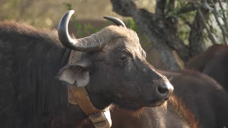 closeup of a cape buffalo with a gps tracking collar around its neck