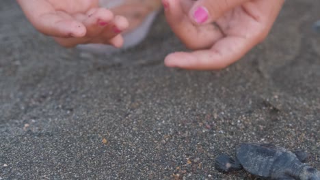 close-up of a girl's hand as she releases a baby sea turtle after helping it across the beach