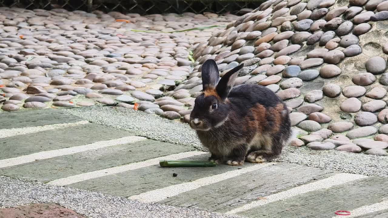 庭で食べている茶色と黒のウサギ