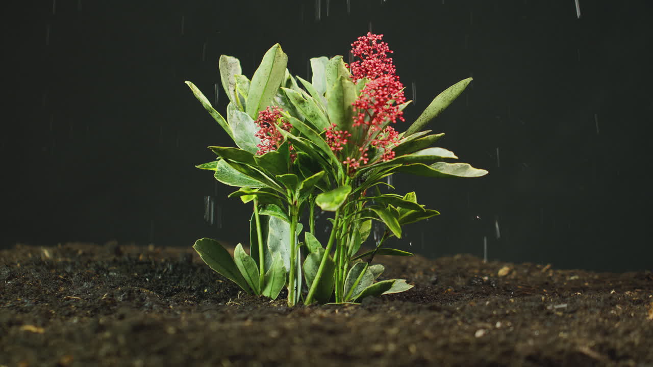 skimmia japonica-pflanze, die im gartenboden wässert oder im regen wächst