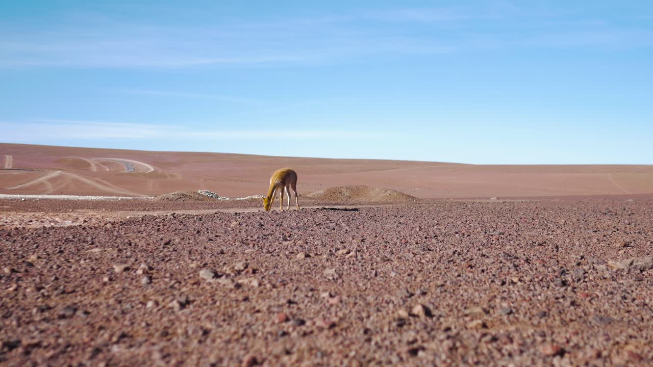 Vigogna che cerca cibo in un paesaggio arido in Bolivia