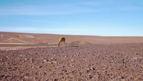 Vicuñas-Auf-Nahrungssuche-In-Ödland-In-Bolivien