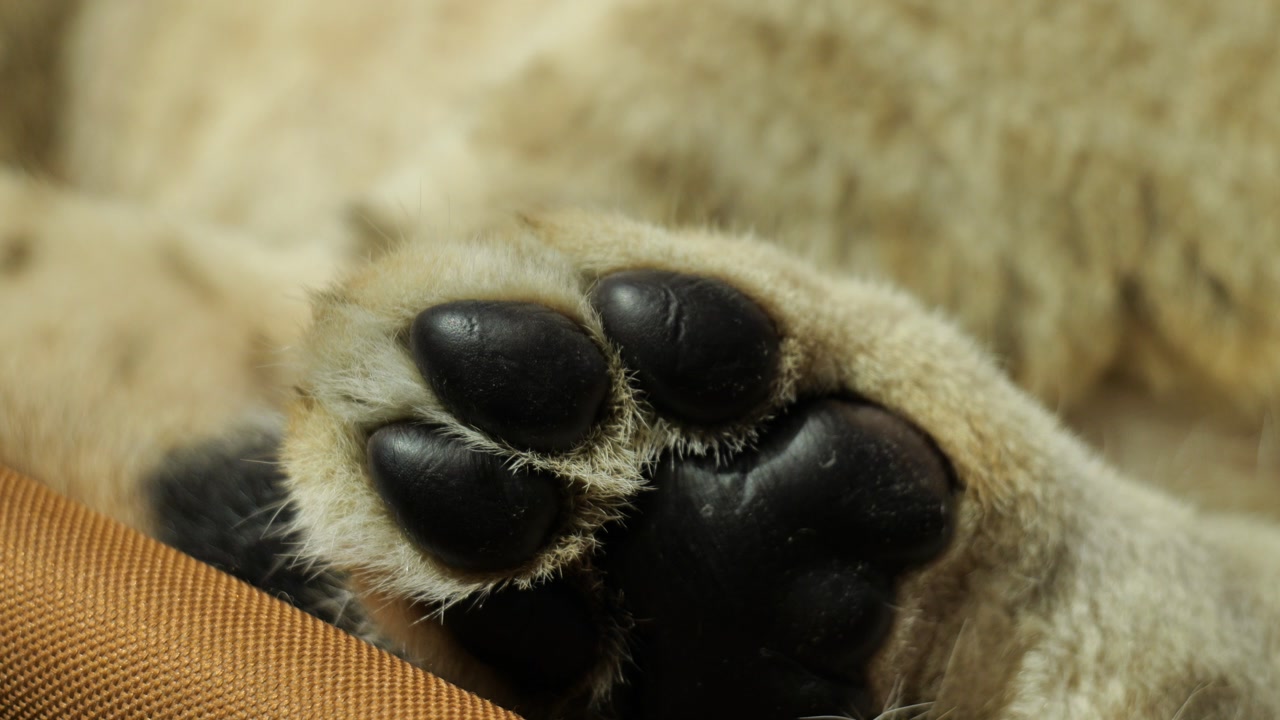 Macro close-up of a 3-month-old lioness cub’s paw pads resting on a bench in warm light. Fine fur texture and soft detail highlight a peaceful wildlife moment, ideal for nature, animal and calm visual