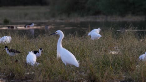 bandada de grullas en busca de comida, todavía tiro