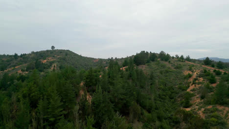 Curauma-drone-shot-Valparaiso-Chile-forest