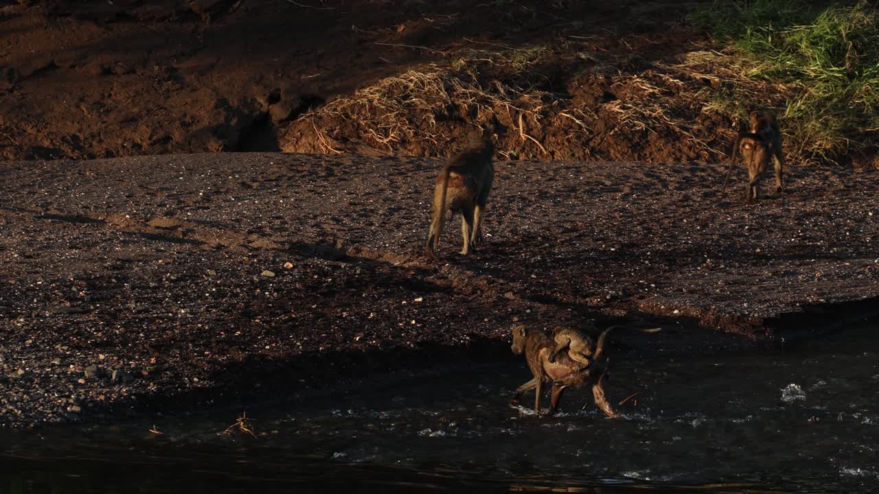 Un gruppo di babbuini Chacma attraversa il fiume e cammina nell'acqua con un cucciolo sulla schiena, filmato a volo d'uccello nella Riserva faunistica di Mashatu.