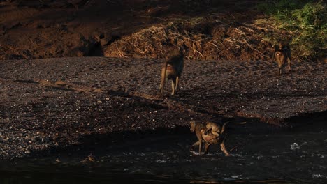 a troop of chacma baboon crossing the river and walking through the water with a baby on her back, filmed from a bird eye's view in mashatu game reserve