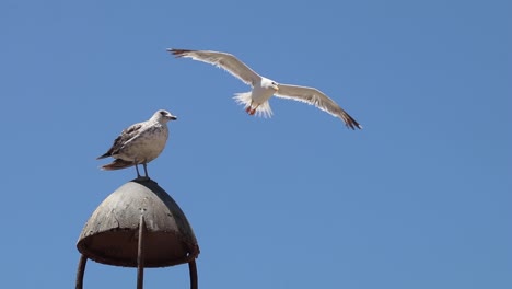 fly with the seagulls above essaouira's sparkling sea