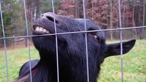 Petting-a-Nigerian-Dwarf-Goat-While-it-Makes-a-Weird-Face,-4K