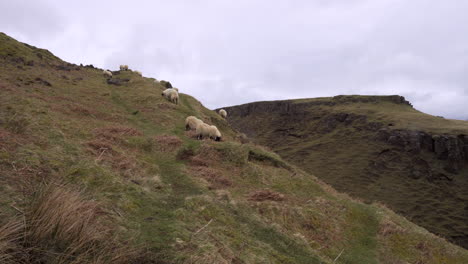 static shot of sheep herd eating grass on the edge of hill in scotland, isle of skye on a cloudy day