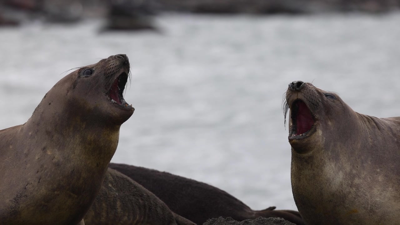 Southern elephant seals (Mirounga leonina, Phocidae) vocalizing during social confrontation in South Georgia, subantarctic islands, open mouth threat display and dominance communication telephoto shot