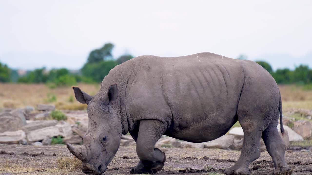Veduta a corpo intero di un grande rinoceronte bianco meridionale che si muove lentamente annusando il terreno nella savana erbosa della Riserva di Ol Pejeta, Kenya.