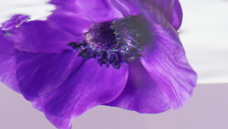 violette anemonenblume unter wasser