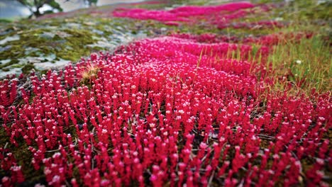 flores silvestres rojas y musgo en una roca en la naturaleza