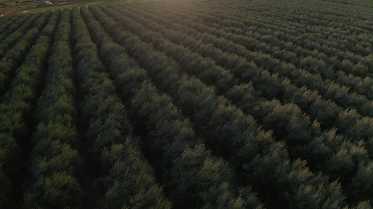 Aerial View of a Vast Orchard or Field at Sunset