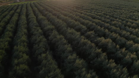 aerial view of a vast orchard or field at sunset