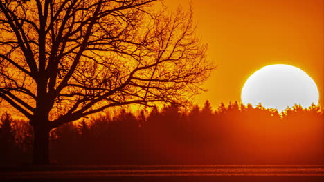 Zeitrafferaufnahme-Einer-Hellen,-Runden-Sonne,-Die-Abends-über-Dem-Horizont-Hinter-Bäumen-Untergeht