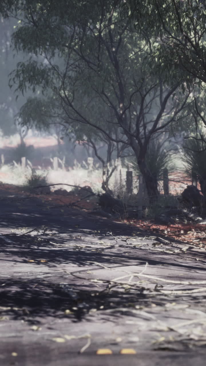 Misty Australian Forest Road