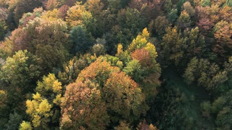 El-Dron-Gira-Sobre-El-Paisaje-Natural-Bosque-De-árboles-Con-Colores-Otoñales-En-Un-Destino-De-Viaje-Remoto-En-El-Norte-De-Europa