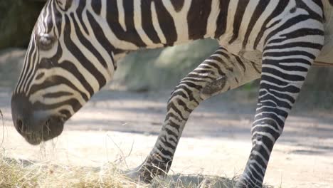 a zebra grazes peacefully in a zoo showcasing its beauty. this video shows a zebra grazing peacefully in a zoo, with closeups of its legs and the grass it feeds on, highlighting its beauty