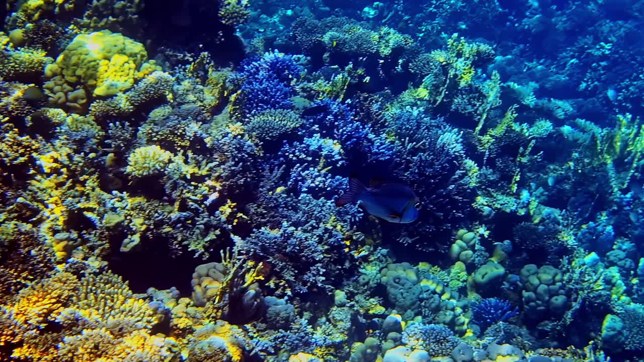 Luci tremolanti che filtrano nell'acqua cristallina della barriera corallina, sopra coralli e pesci esotici dai colori vivaci