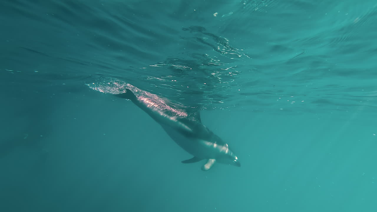 Dusky dolphins swimming with divers in Kaikoura, New zealand
