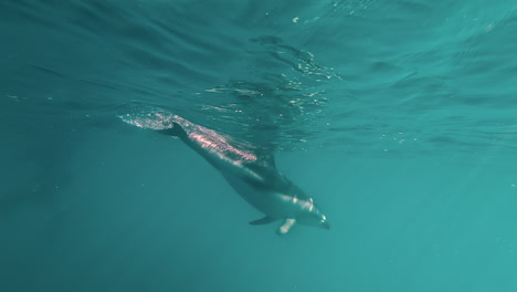 delfines oscuros nadando con buzos en kaikoura, nueva zelanda