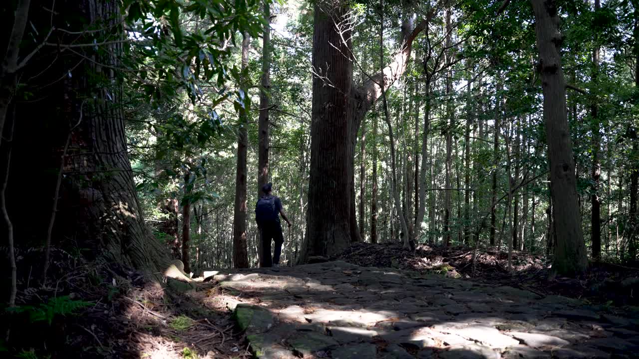 Hiker exploring Kumano Kodo trail surrounded by tall trees and natural beauty.