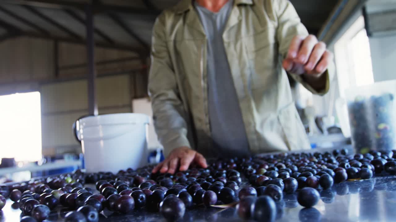 수확 된 올리브 를 4k 버 ⁇  에 넣고 있는 남성 노동자