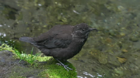 wild brown dipper perching on algae covered stone shaking out its feathers