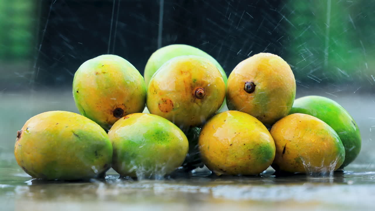 alphonso orgánico de temporada de cosecha fresca, rey del mango, colocado bajo la lluvia