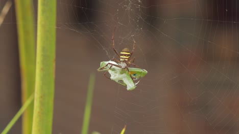 st andrew's cross female spider holding onto praying mantis caught in web daytime sunny australia victoria gippsland maffra wide shot