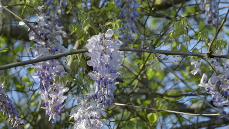 wisteria flowers hanging from branches in early spring