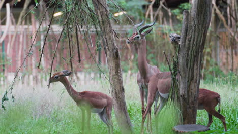 herd of gerenuk gazelle grazing grass in outdoor enclosure at animal park on summer day