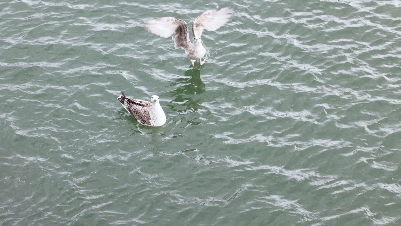 dos gaviotas luchando por comida en el mar