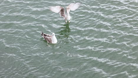 two seagulls battling over food in the sea