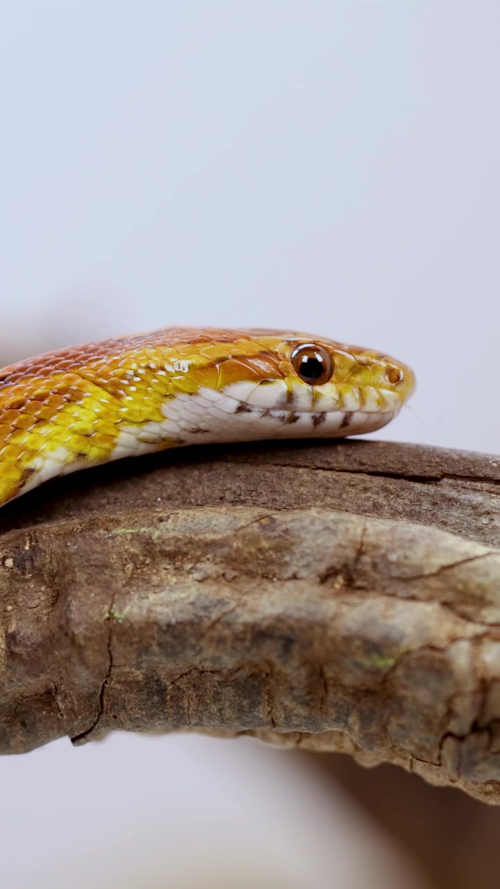 Un serpente del grano si muove con grazia lungo un ramo, ripreso con una luce naturale soffusa e uno sfondo neutro