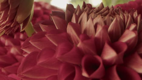 camera hovers above a red dahlia blossoming