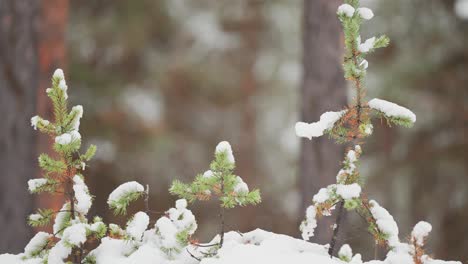 Los-Jóvenes-Pinos-Están-Cubiertos-De-Nieve-Fresca-En-El-Bosque-Noruego,-Destacándose-En-El-Paisaje-Invernal.