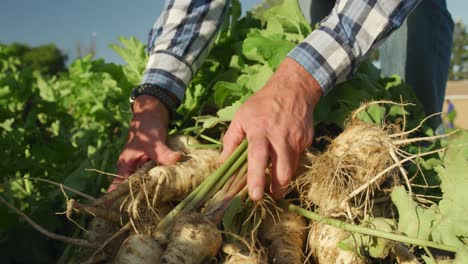 mature man working on farm