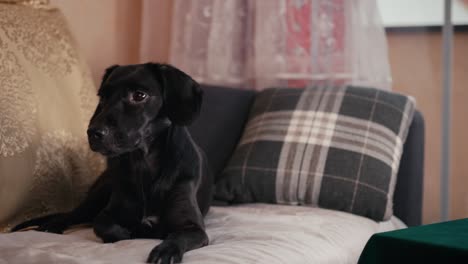 cute black dog watching tv on sofa