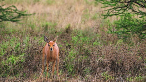 Female-Steenbok-Scraping-The-Ground-While-Looking-At-Camera,-Behavior-During-And-After-Defecating-And-Urinating